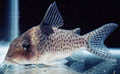 Corydoras saramaccensis